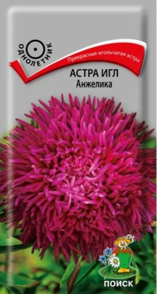 Однолетник Астра Анжелика Поиск