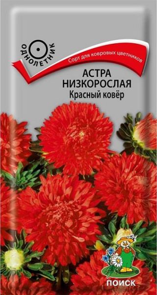 Однолетник Астра низкорослая Красный ковёр Поиск