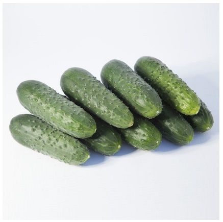 Огурец ТАКЕРИ F1 (KS 70) / TACERI F1 Kitano Seeds