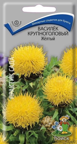 Многолетник Василек крупноголовый Жёлтый Поиск