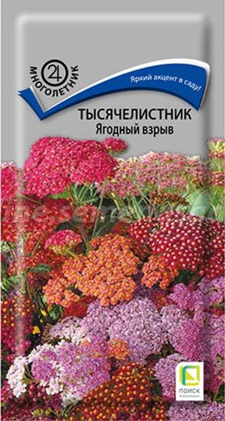 Многолетник Тысячелистник Ягодный взрыв ЦВ Поиск