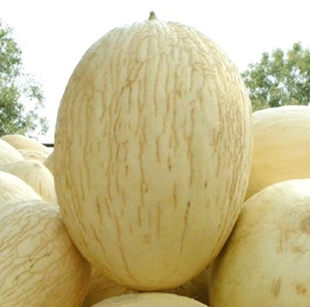 Дыня ПЕРФЕКТО БРАНКО F1 / PERFECTA BRANCO F1 Unigen Seeds