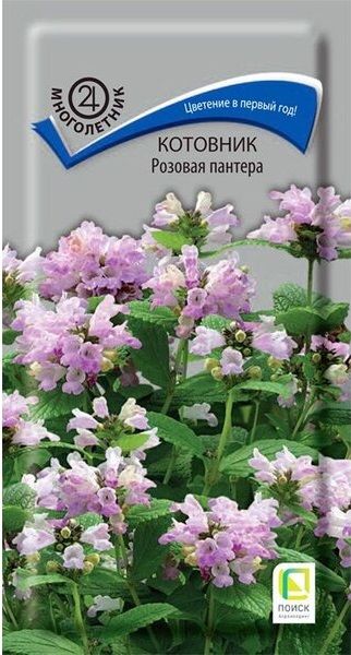 Многолетник Котовник Розовая пантера ЦВ Поиск