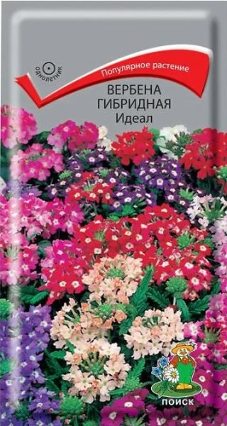 Однолетник Вербена гибридная Идеал Поиск