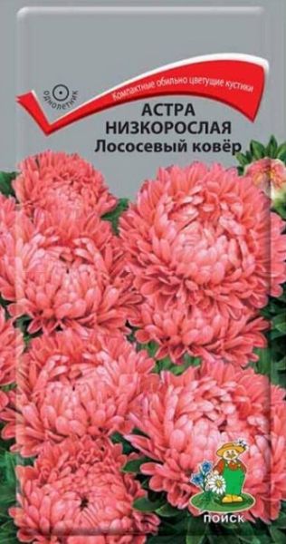 Однолетник Астра низкорослая Лососевый ковер Поиск