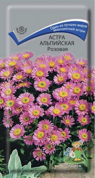 Многолетник Астра альпийская розовая Поиск