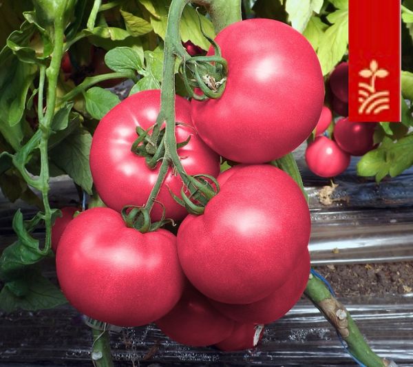 Томат ПИНК ШОТ F1 / PINK SHOT F1 Tashido Seeds