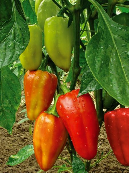 Перец сладкий ТАЦИТ F1 / TACIT F1 Global Seeds