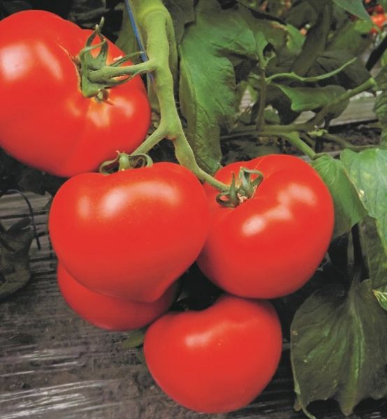 Томат КАПЕЛЛА F1 / KAPELLA F1 Global Seeds