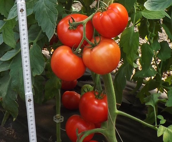 Томат КАДЬЯК F1 / KADIAK F1 Global Seeds