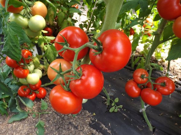Томат ФАБИО F1 / FABIO F1 Global Seeds
