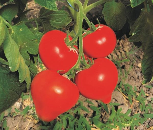 Томат АКСЕЛЬ F1 / AKSEL F1 Global Seeds