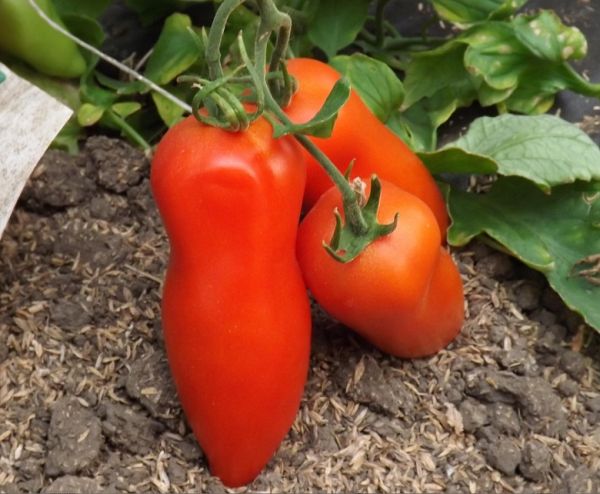 Томат САМБЕК F1 / SAMBEK F1 Global Seeds