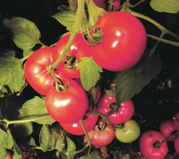 Томат КАРАТОС F1 / KARATOS F1 Global Seeds