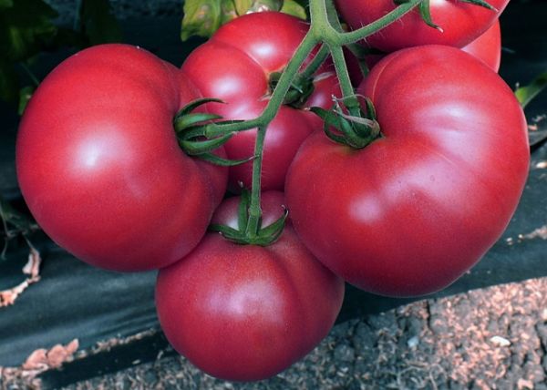 Томат ВЕРМИЛИОН F1 / VERMILION F1 Global Seeds