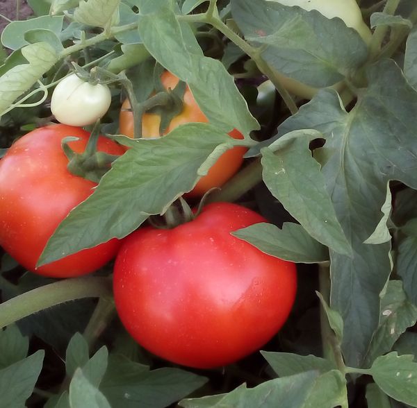 Томат ХЭВИ F1 / HAVY F1 Global Seeds