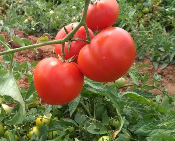 Томат ДРИАДА F1 / DRIADA F1 Global Seeds