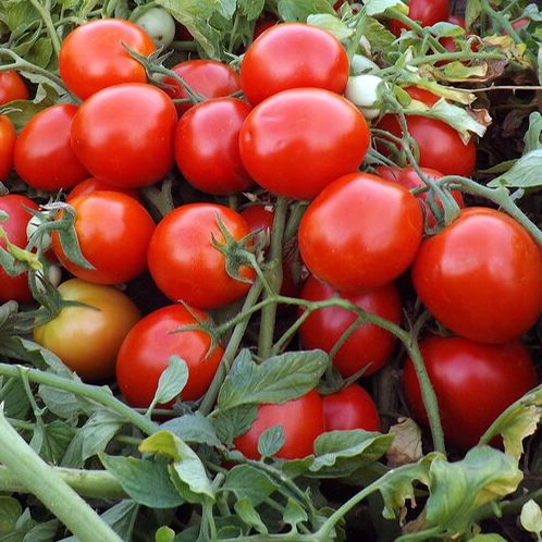 Томат МИНИ БОКС F1 / MINI BOKS F1 Global Seeds