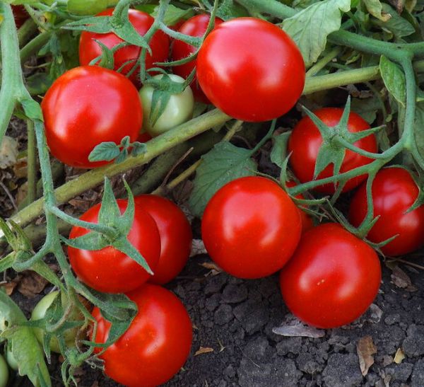Томат КЭН F1 / KEN F1 Global Seeds