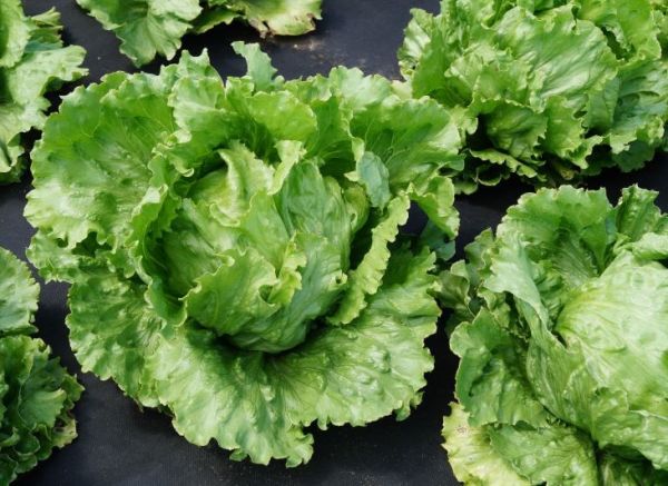 Салат айсберг КАЗБЕК / KAZBEK Global Seeds