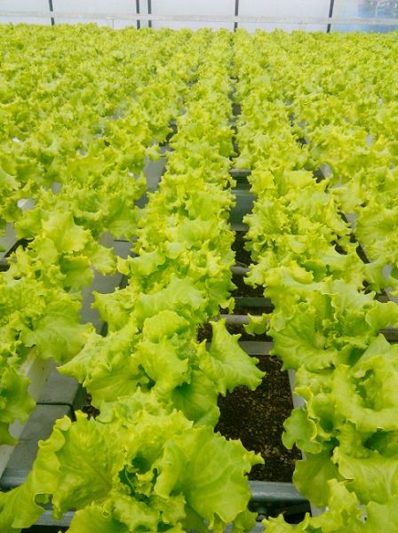 Салат гранд рапид ЧИНГИЗ / CHINGIZ Global Seeds