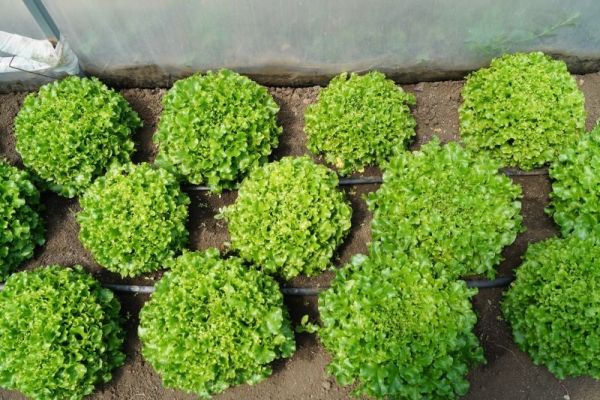 Салат листовой лолла бионда МАГРИБ / MAGRIB Global Seeds