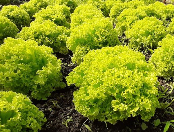 Салат листовой лолла бионда НАМЮР / NAMYUR Global Seeds