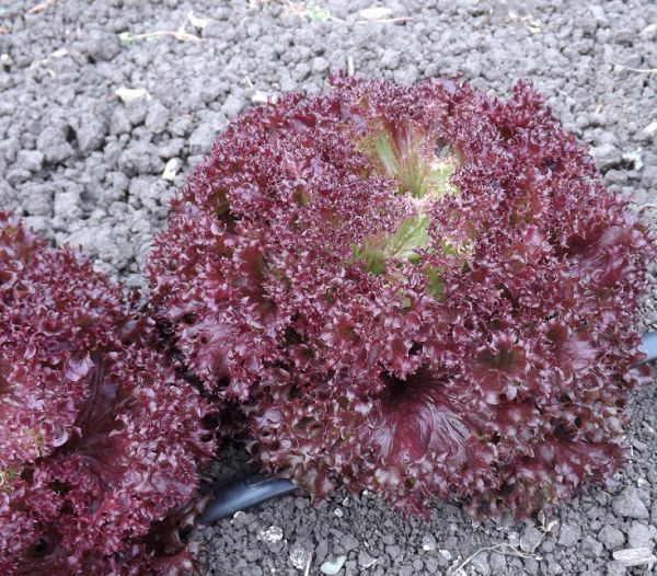 Салат листовой лолло росса СИЛВА / SILVA Global Seeds
