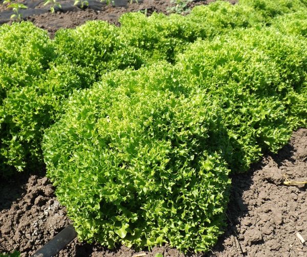 Салат листовой СЕУТА / SEUTA Global Seeds
