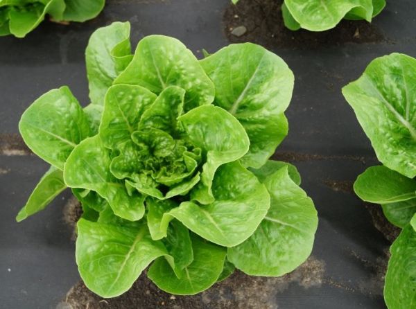 Салат ромэн БЮРГЕР / BYURGER Global Seeds