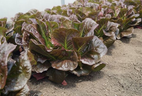 Салат ромэн ЮКАТАН / YUKATAN Global Seeds