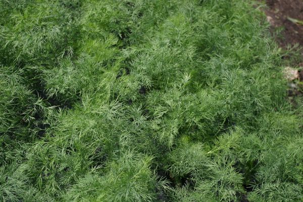 Укроп КРОКОДИЛ / CROKODIL Global Seeds