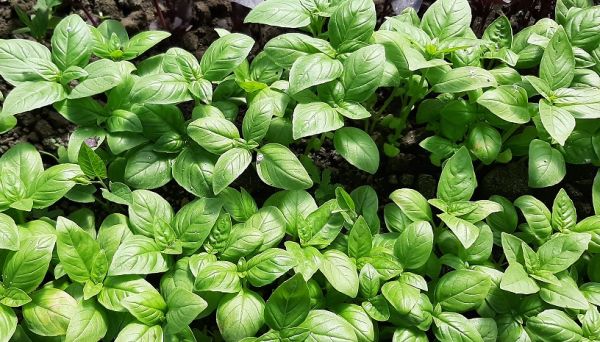 Базилик ПЕСТО / PESTO Global Seeds