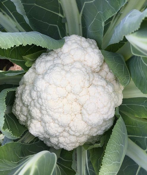Капуста цветная СНОУ МЕН F1 / SNOW MEN F1 Global Seeds