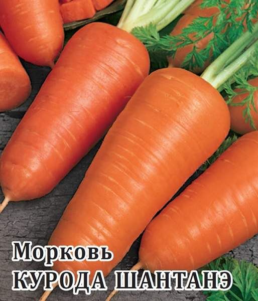 Морковь КУРОДА ШАНТАНЭ Поиск