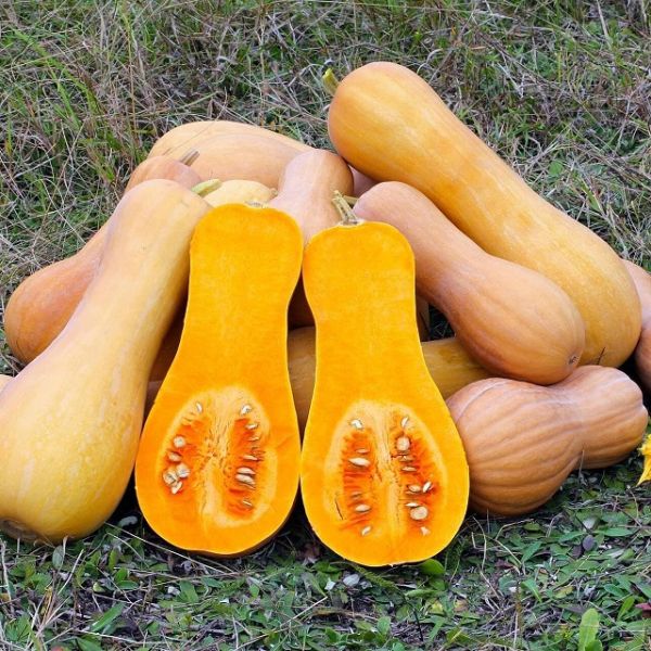 Тыква мускатная ЖЕМЧУЖИНА Гавриш