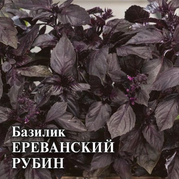 Базилик фиолетовый ЕРЕВАНСКИЙ РУБИН Гавриш