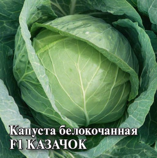 Капуста белокочанная КАЗАЧОК F1 б/п Гавриш