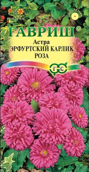 Однолетник Астра Эрфуртский карлик Роза Гавриш