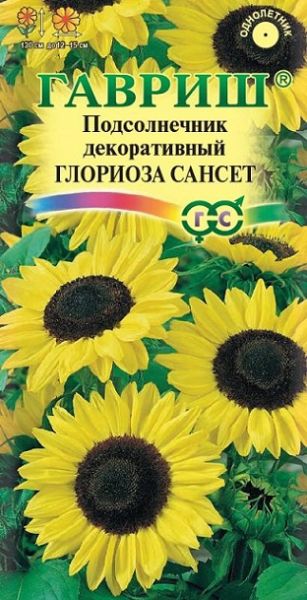 Однолетник Подсолнечник Глориоза Сансет Гавриш