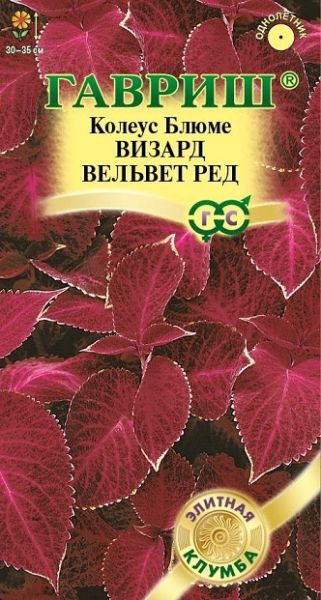Однолетник Колеус Визард Вельвет Элитная клумба Гавриш