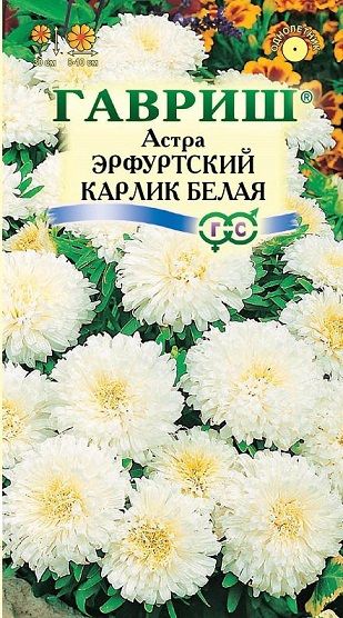 Однолетник Астра Эрфуртский карлик Белая Гавриш