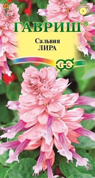 Однолетник Сальвия Лира Гавриш
