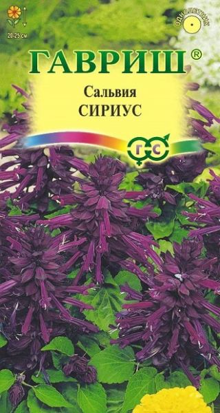Однолетник Сальвия Сириус, карликовая Гавриш