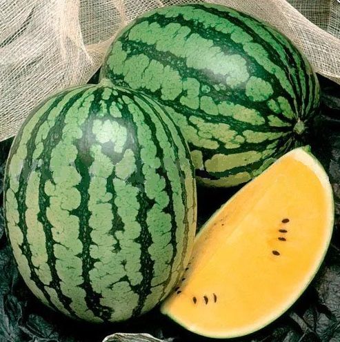 Арбуз ШАМПАНЬ / SHAMPAN F1 Takii Seeds
