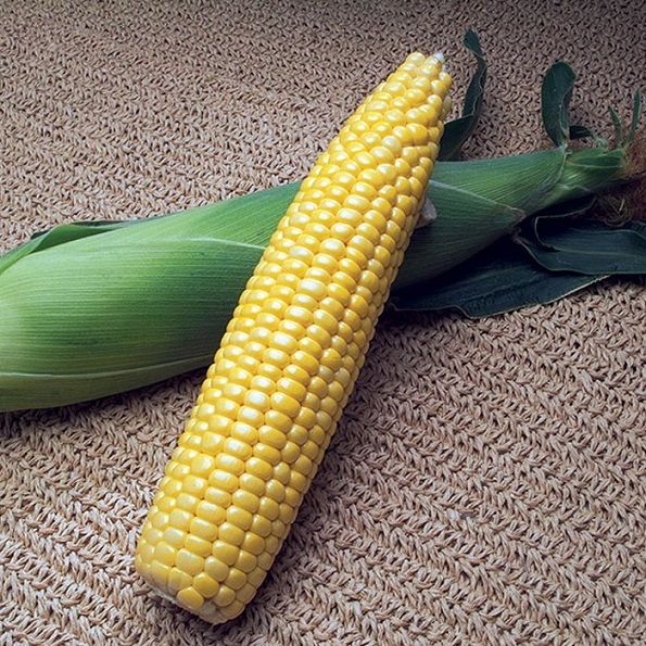 Кукуруза АКЦЕНТУЭТА F1 / ACCENTUETA F1 Syngenta