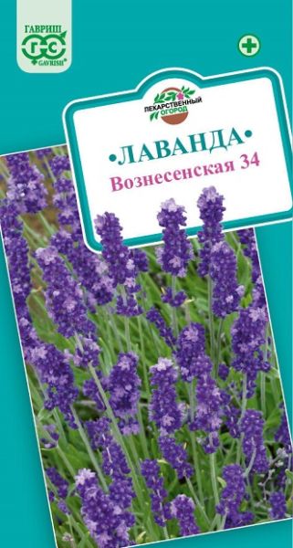 Многолетник Лаванда узколистная Вознесенская Гавриш