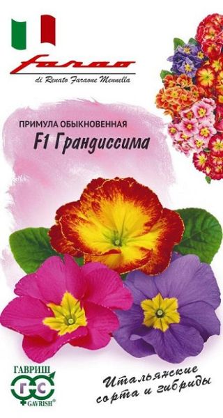 Многолетник Примула Грандиссима Фарао Гавриш