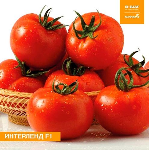 Томат ИНТЕРЛЕНД F1 / INTERLAND F1 Nunhems