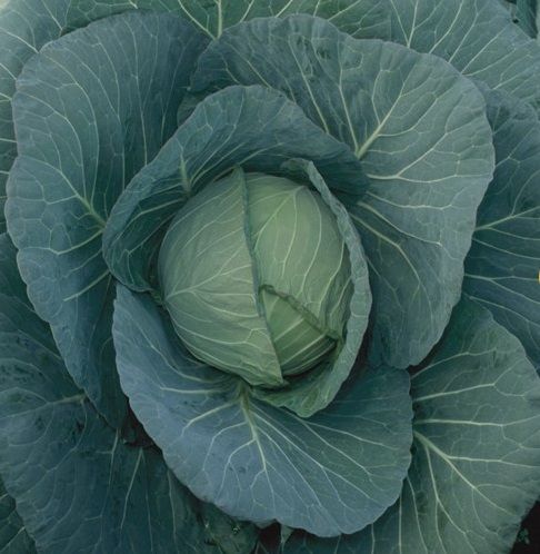 Капуста белокочанная ЧИРС F1 / CHIRS F1 Takii Seeds